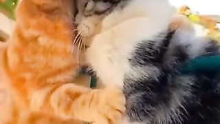 МИЛАХИ