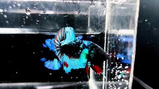 Avatar Betta 1