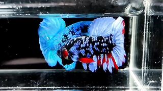 Avatar Betta 2