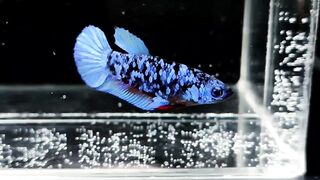Female Avatar Betta 1