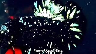 Black Star Galaxy 1