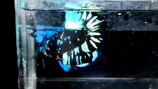 Avatar Betta 3