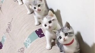 Kucing lucu