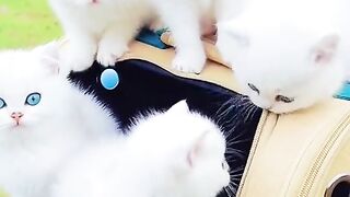 Kucing lucu banget