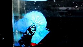 Avatar Betta 4