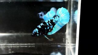 Female Avatar 2