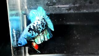 Avatar Betta 5