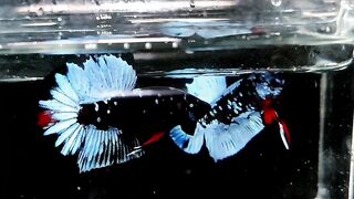 Avatar Betta 6