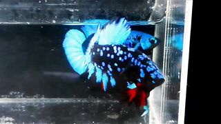 Avatar Betta 7