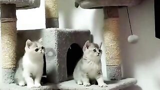 Kucing lucu dance