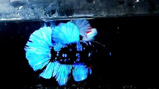 Avatar Betta 8