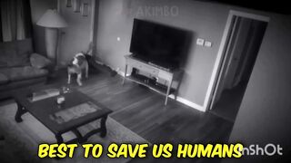 Hero Animals that Saved Human Lives !