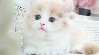 Baby cats ‼️Sweet cats and funny cats video compilation