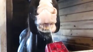 Animais super engraçados!