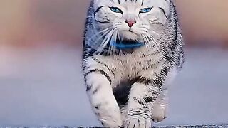 Funny cats‼️Sweet cat and faniest cats video compilation