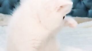 Funny cats‼️baby cat and sweet cats video compilation