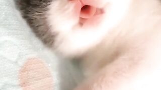 Little cats sleeping II very cute