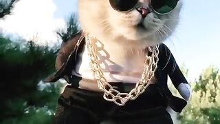 Cool cats ‼️  funny cats video compilation