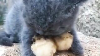 Baby cats and baby chiken ‼️sweet cats and funny cats video