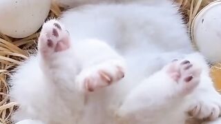 Baby cats‼️ funny cats video compilation
