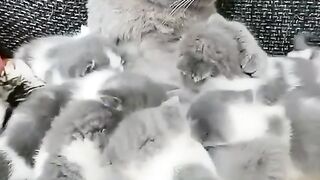 Funny cats videos ll family cats so sweet