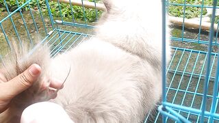 Grooming