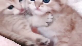 Two baby cats‼️ so funny