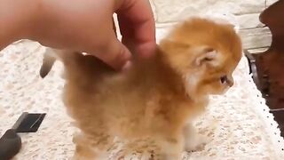 Baby cats‼️sweet  cats and funny cats video