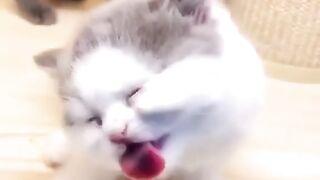 Cute cats and funny cats video