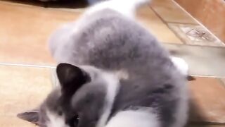 Funny cats video