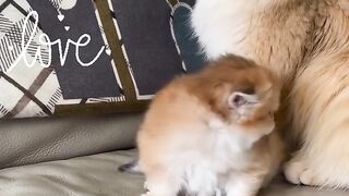 Funny cats video