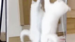 Funny cats video