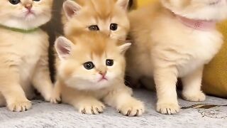 Funny cats video compilation