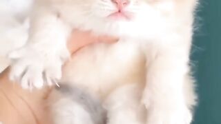 Cute cats video