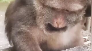 Cutest animals in the world