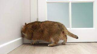 PLIZZ!! open the door