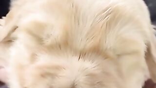 dogs that are so cute with their boss