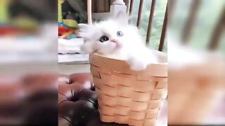 Funy cats
