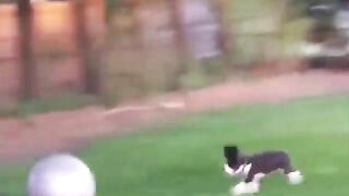Funy animals