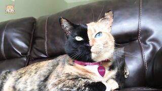 Kucing lucu dan imuttt