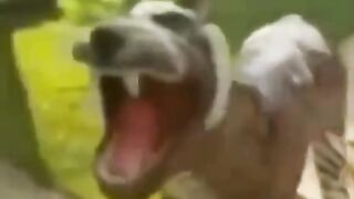 tente não rir #2