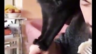 clumsy kittens
