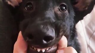 Dog Smile