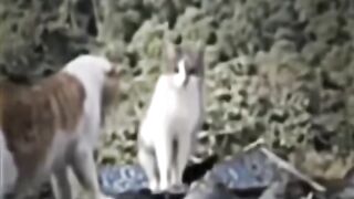 Cat for you