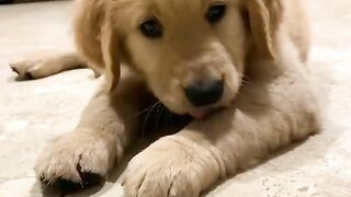 cutest pets today