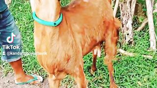 Kambing kawin