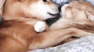 Funny dogs and cats