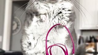 Cute Animal