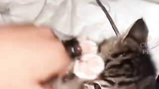 Funny pet