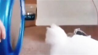 Funny pet